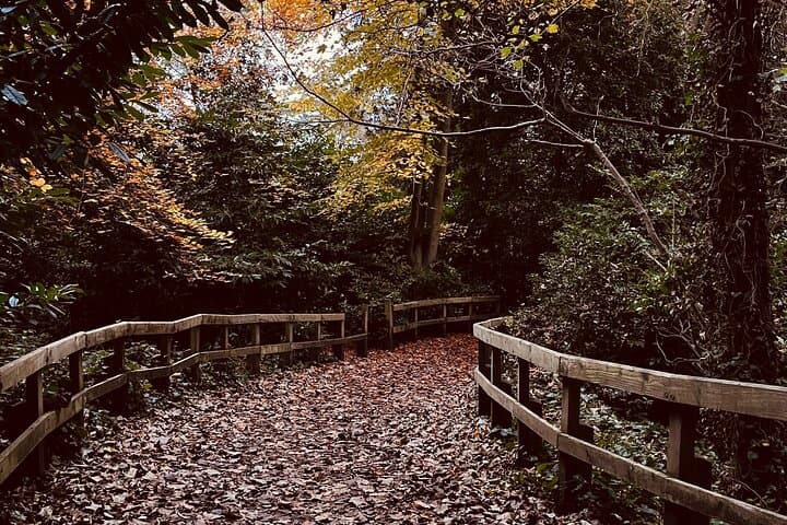Guided Forest Bathing Walk in a Hidden SE London Woodland