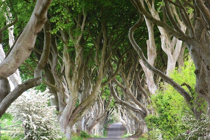Drive through infamous (& haunted) Dark Hedges