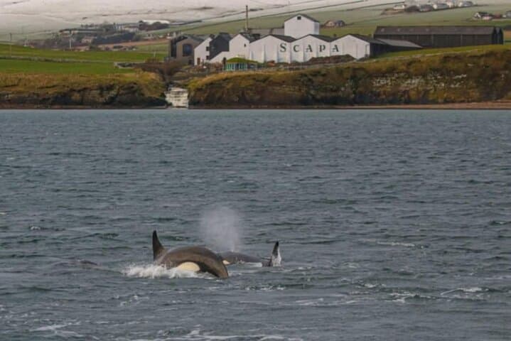 Historic Orkney Private Odyssey by a Native Islander 5h
