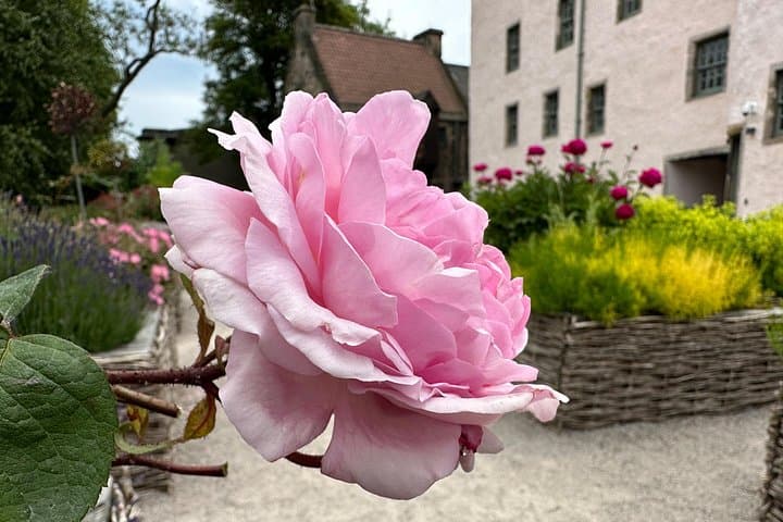 Rose in the Physic Garden at the Palace of Holyroodhouse