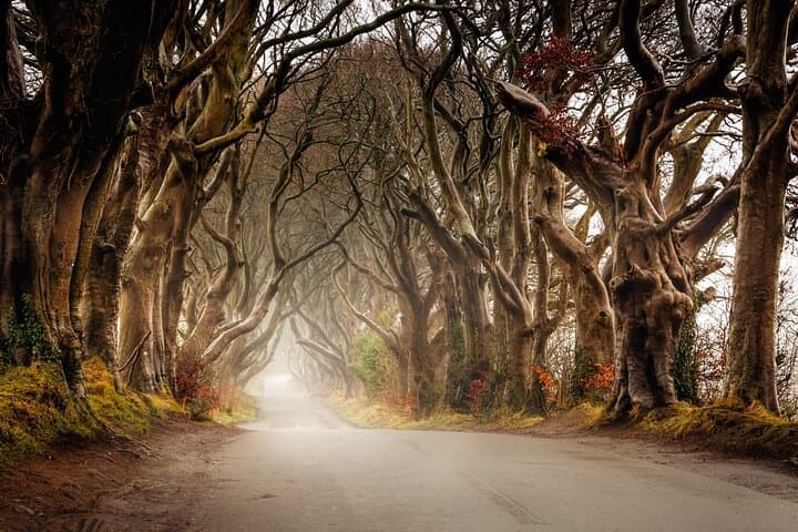 The Dark Hedges