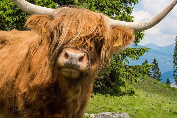 See Highland Cows