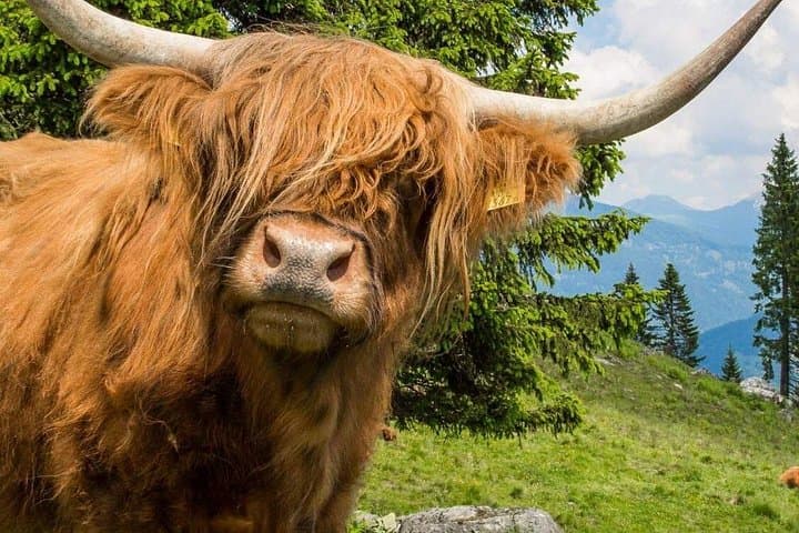 See Highland Cows