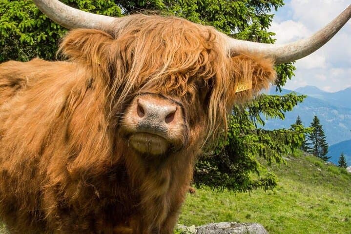 See Highland Cows