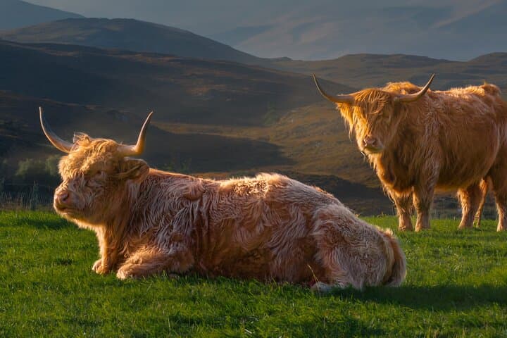 5 Days Highland and Isle of Mull All-Inclusive