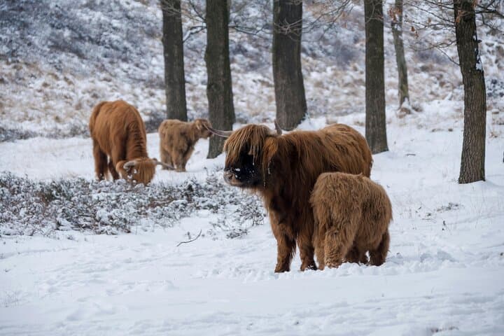Highland Cows, Glasgow Cathedral, Murals, Kelpies Half Day Tour