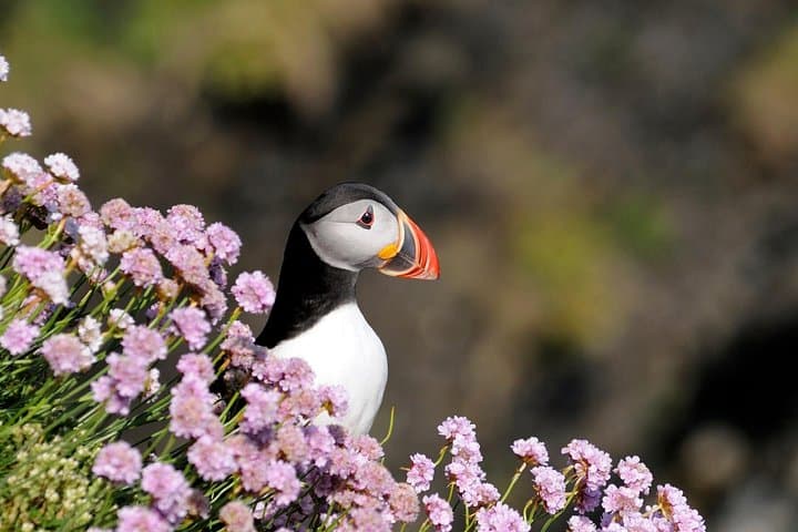 See Puffins in Scotland