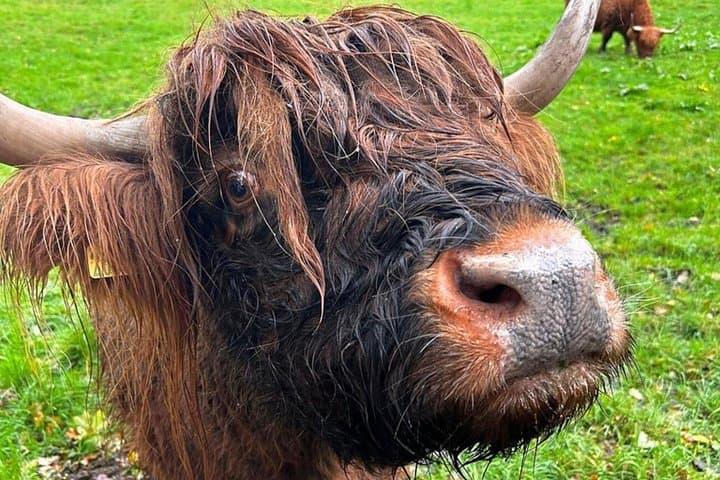 Experience Scotland like a local!
