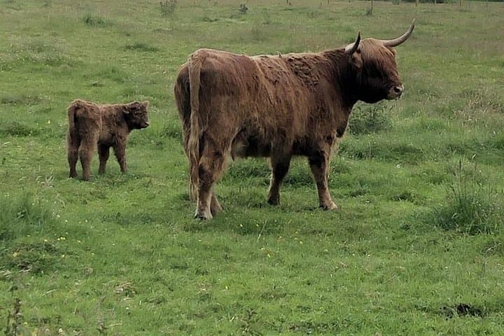 Highland Cows