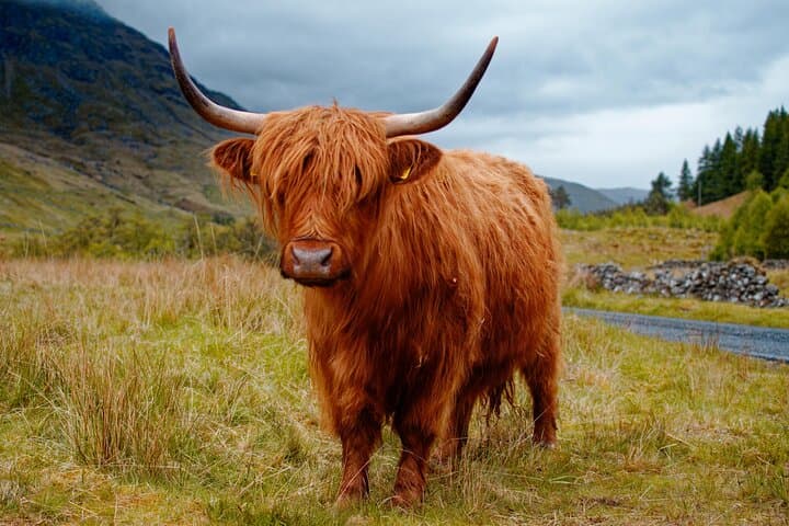 Kilmahog - (Scottish Gaelic: Cille MoChùig: Cell of St. Chug is a hamlet situated half a mile to the west of Callander, Scotland.
