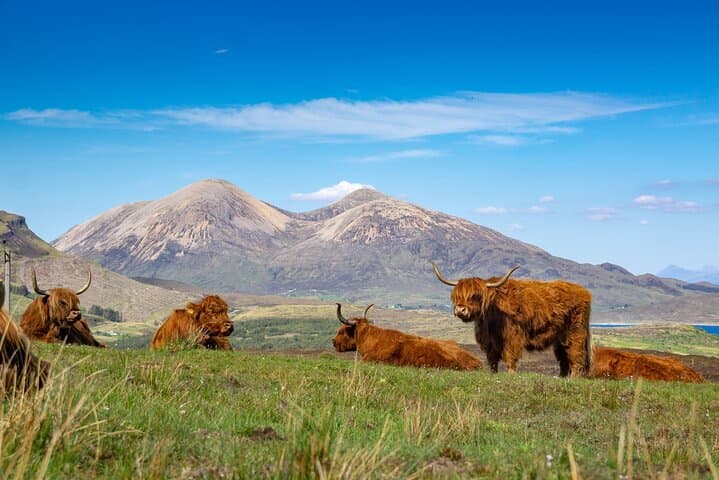 Highland Coo's
