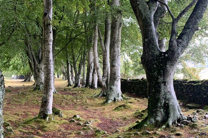 Invergordon – Castles, Inverness, Loch Ness, Highland cows!