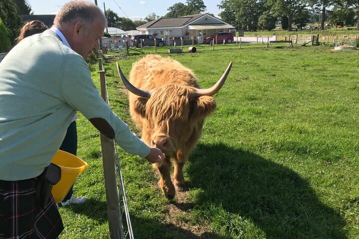 Feeding the "Hielan Coos"