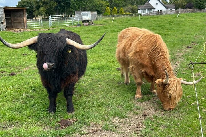 Highland Coo's