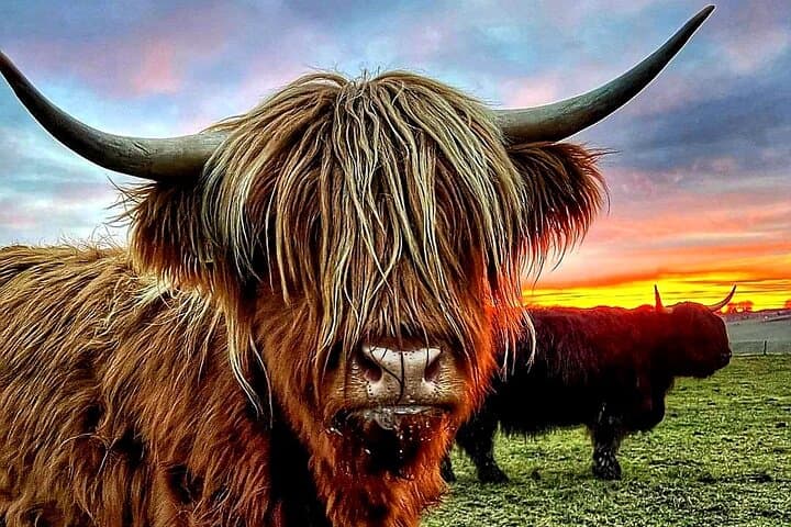 Highland Coos