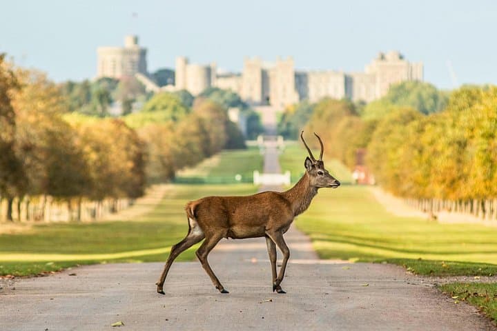 Windsor Castle
