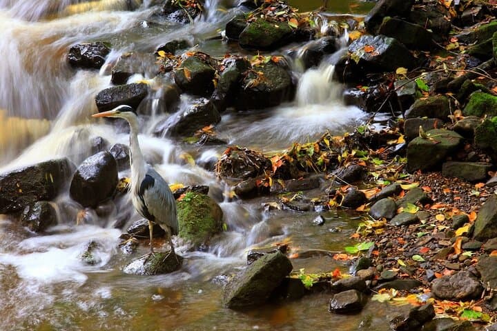 A heron on the Water of Leith