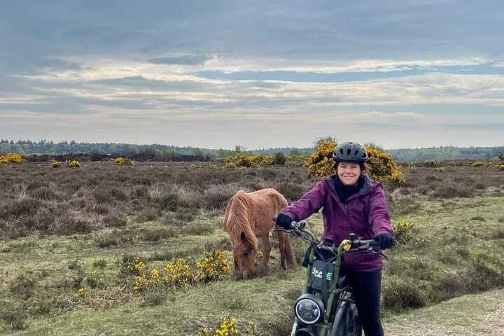 New Forest ponies