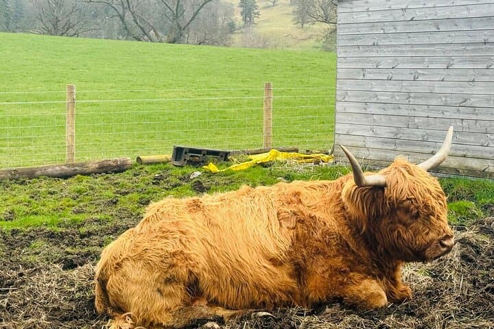 Glencoe, Lochs & Highland Cows Private Tour