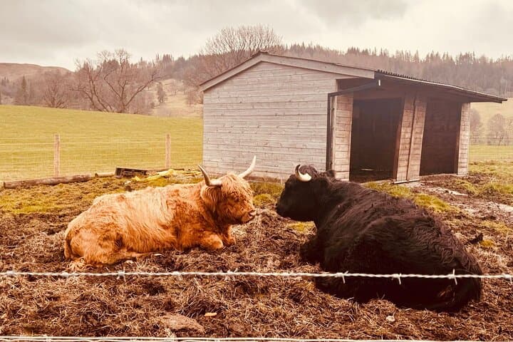 Glencoe, Lochs & Highland Cows Private Tour