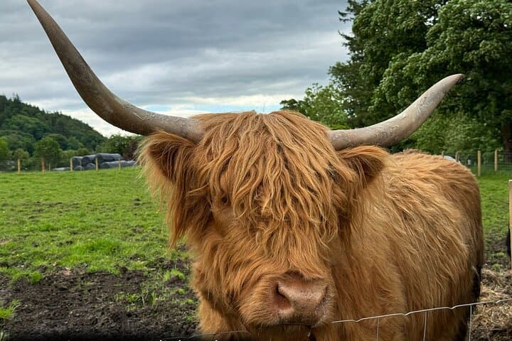 the Highland cows experience tour Scotland