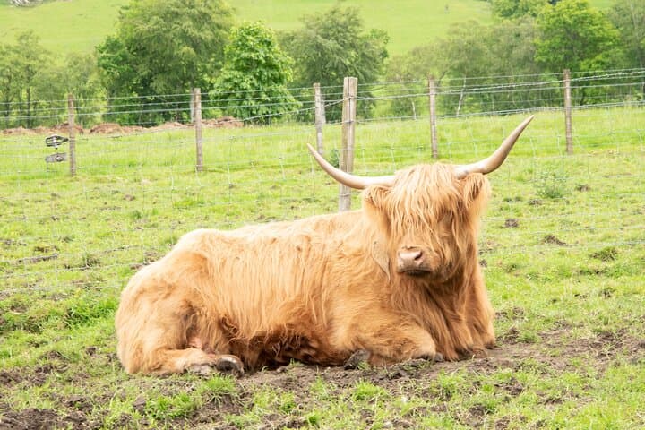 the Highland cows experience tour Scotland