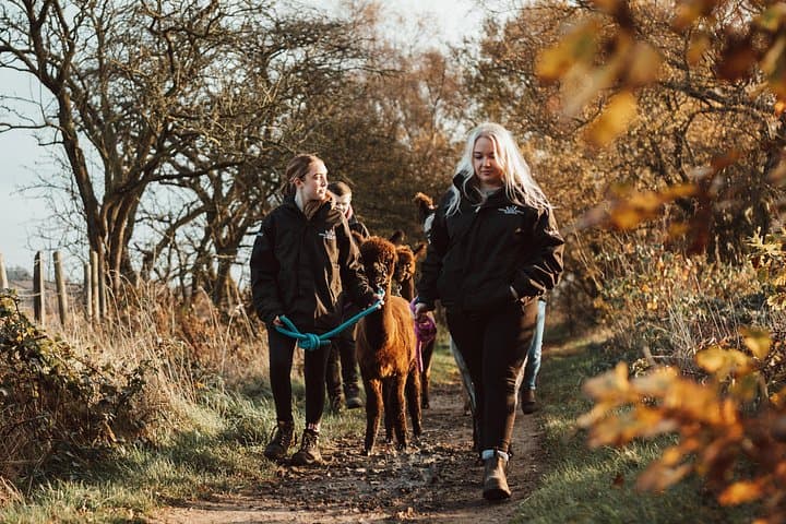 Alpaca & Donkey Trekking Experience at Wetley Moor Common