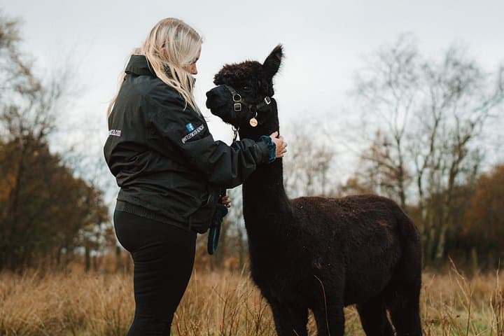 Alpaca & Donkey Trekking Experience at Wetley Moor Common