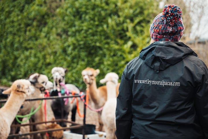 Alpaca & Donkey Trekking Experience at Wetley Moor Common