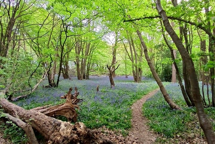 Bluebell bonanza