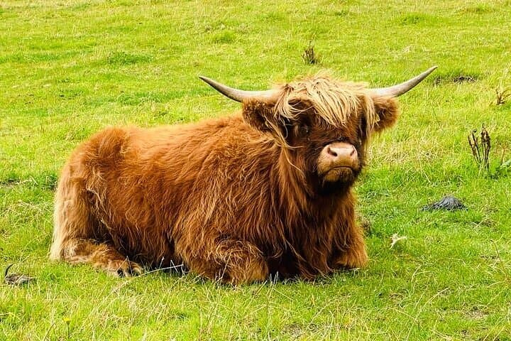One of our favourite Highland Cows!
