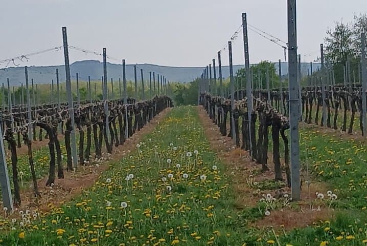 Fabulous vineyards