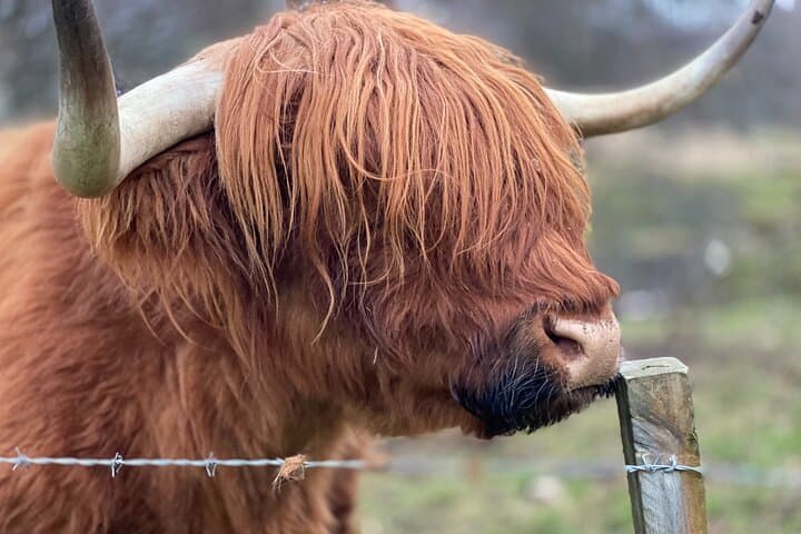 Highland Cow