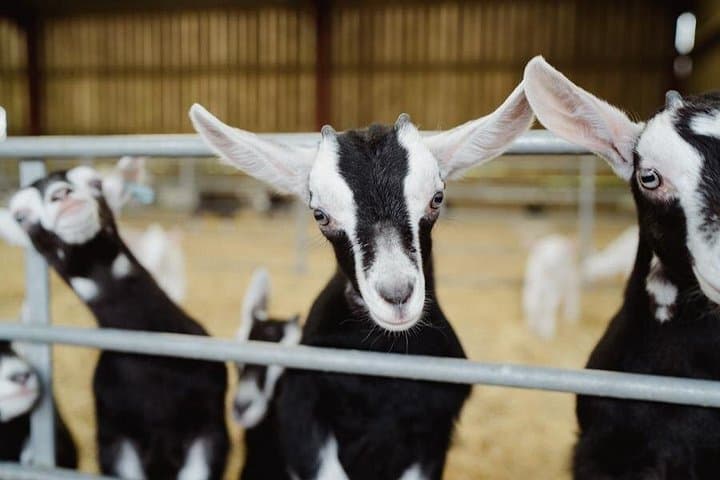 Farm Tour and Cheese Tasting at Errington Cheese