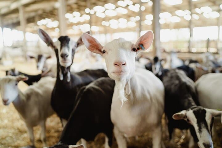 Kidding Tour at Errington Barn Meet the Newborn Goats