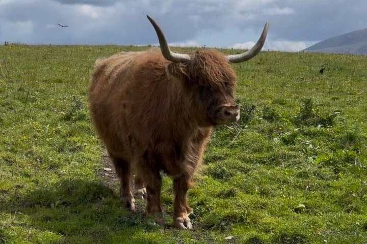 Highland Cow