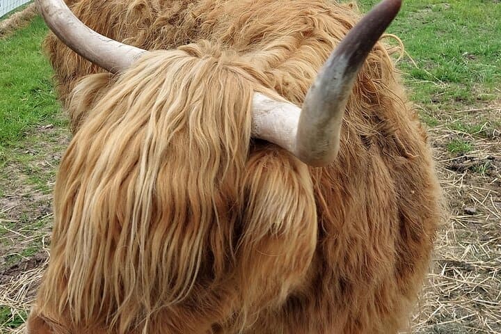 Highland cow