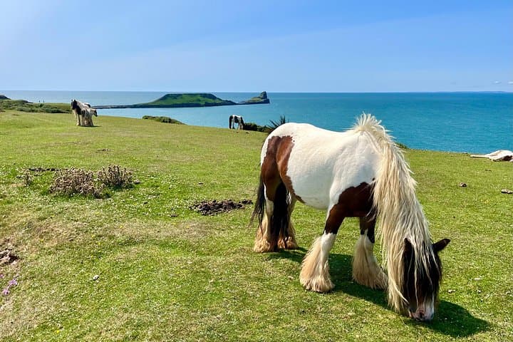 Cardiff/Swansea: Gower Peninsula's Cliffs & Mumbles Day Tour