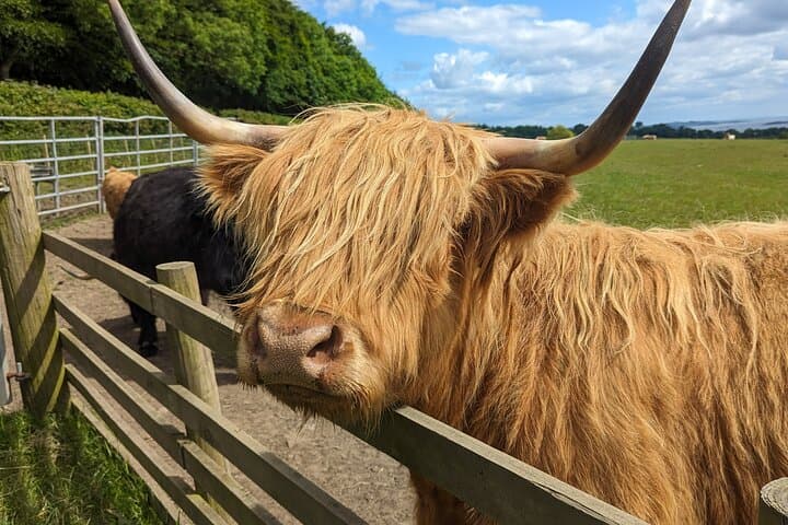 Hairy Coo!