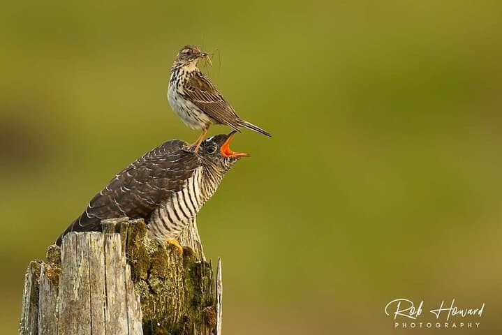 Juvenile Cuckoo being fed by a Meadow Pipit