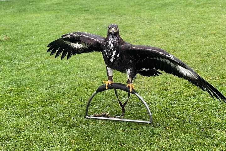 Bespoke Full Day Falconry and Giants Causeway Tour from Belfast