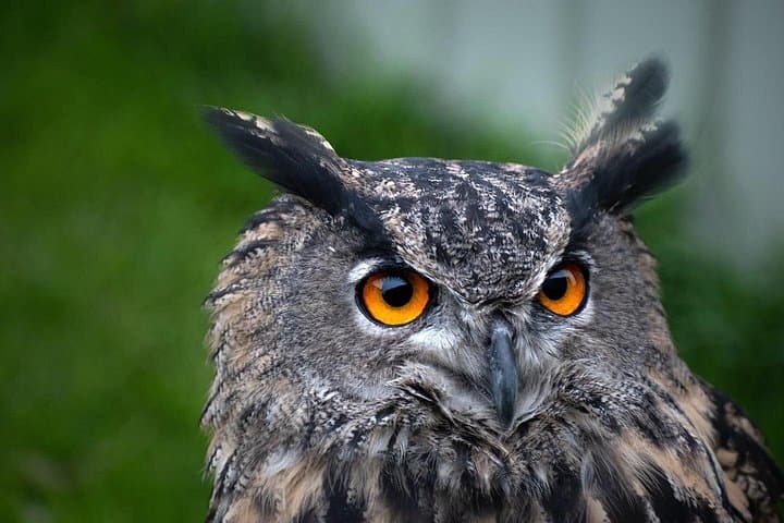 Bespoke Full Day Falconry and Giants Causeway Tour from Belfast