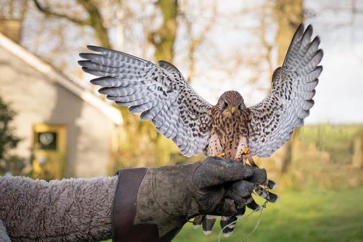 Bespoke Full Day Falconry and Giants Causeway Tour from Belfast