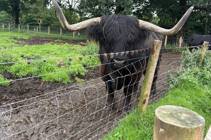 highland cow