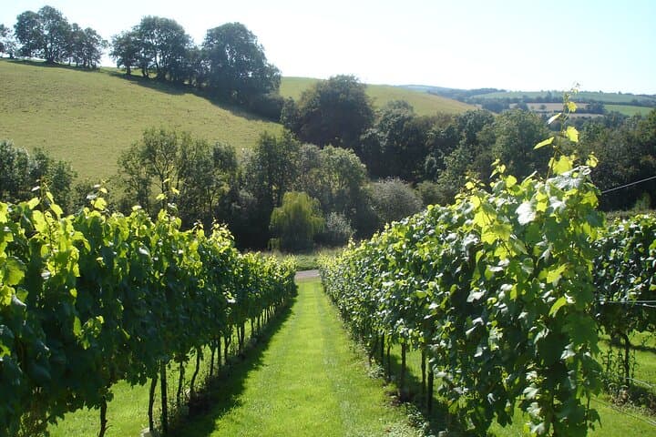 Vineyard Tour