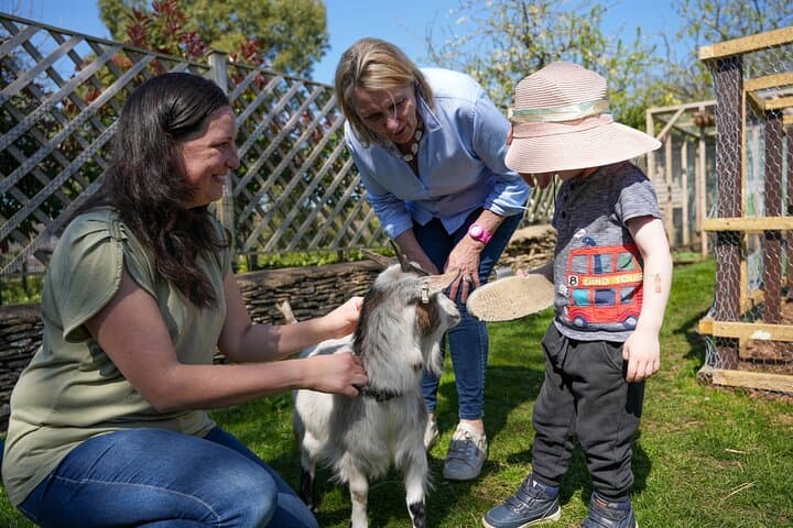 Pygmy Goat Walk