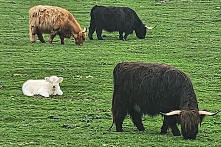 Luxury Private Tours to Castles Lochs and Highland Coos View