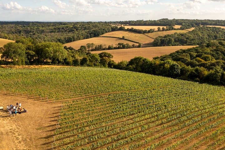 Chilterns Blue Line Wine Tour Explore Boutique Vineyards