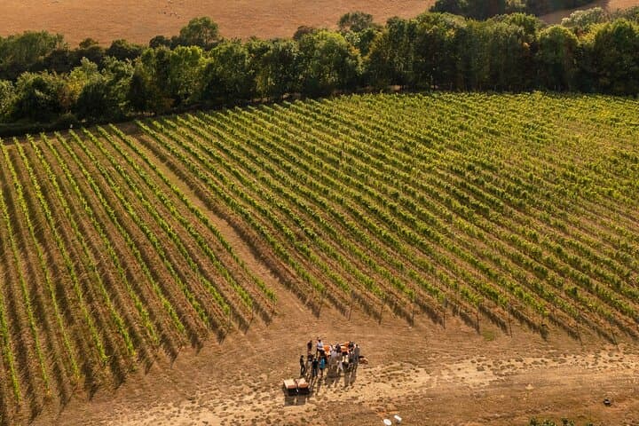 Chilterns Blue Line Wine Tour Explore Boutique Vineyards