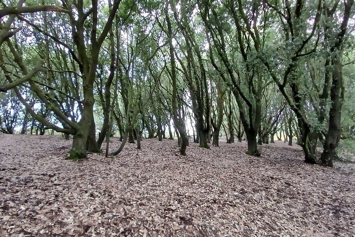 Wonderful woodland